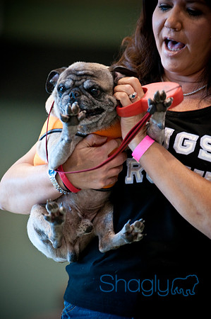 PugOWeen-2682
