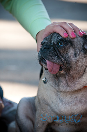 PugOWeen-3818