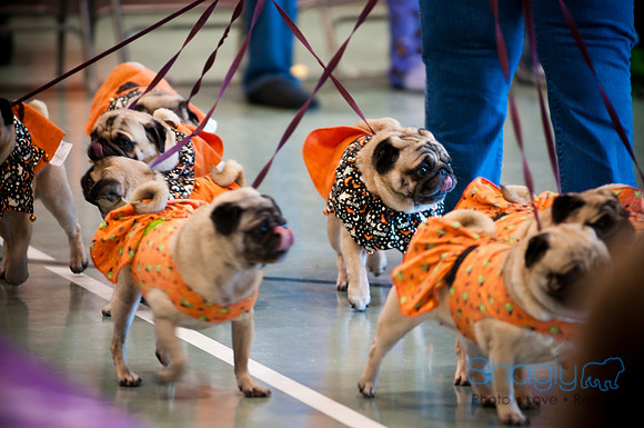 PugOWeen-3471