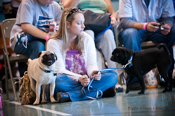 PugOWeen-2793