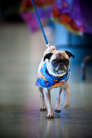 PugOWeen-2695