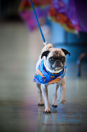 PugOWeen-2695