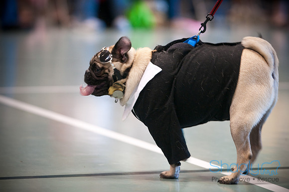 PugOWeen-2786