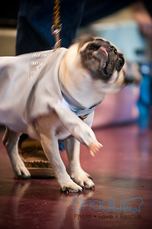 PugOWeen-2912