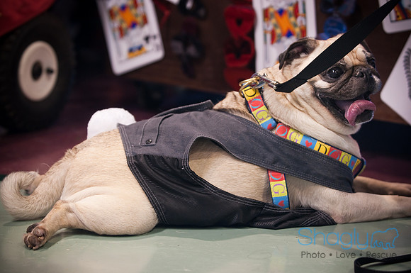 PugOWeen-3600