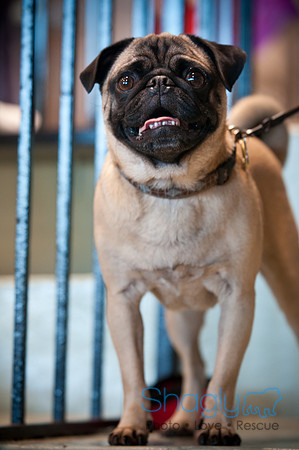 PugOWeen-3425