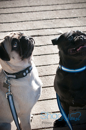 PugOWeen-3867