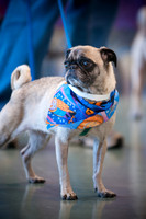PugOWeen-2696
