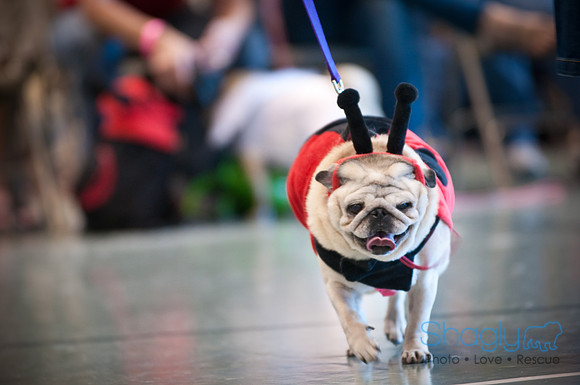 PugOWeen-3364