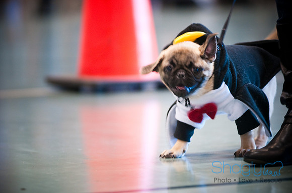 PugOWeen-2811