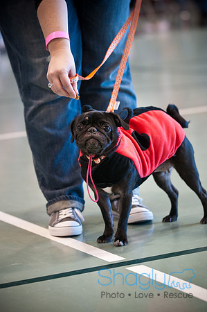 PugOWeen-3272