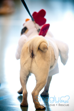 PugOWeen-3733
