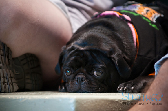 PugOWeen-3447