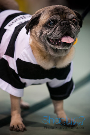PugOWeen-2980