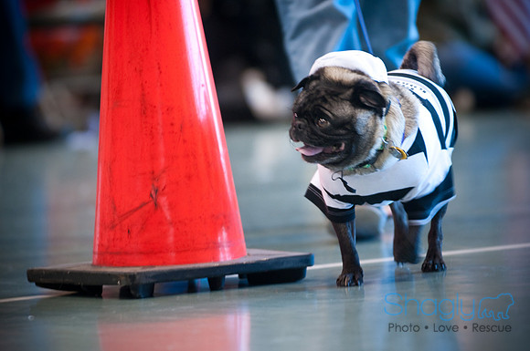 PugOWeen-3154