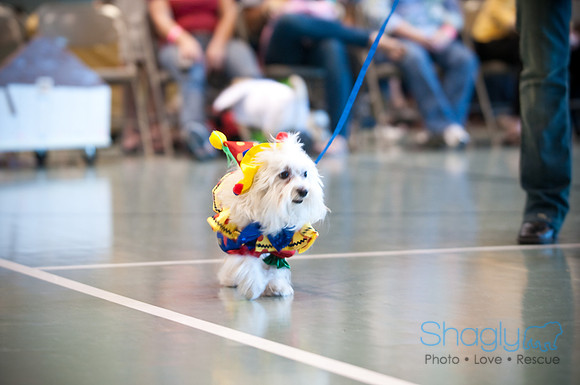 PugOWeen-3225