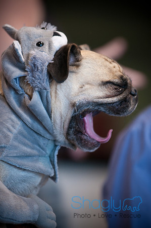 PugOWeen-3549