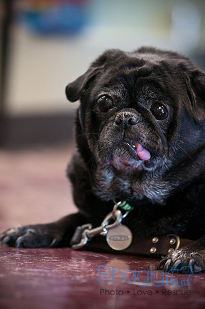 PugOWeen-3788