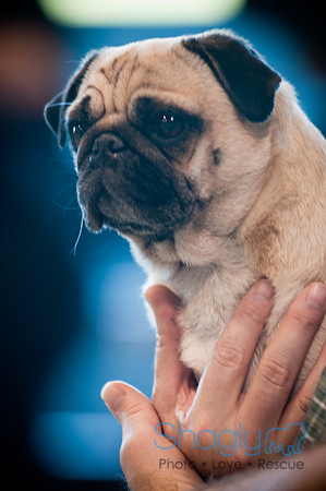 PugOWeen-3645