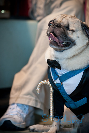 PugOWeen-3420