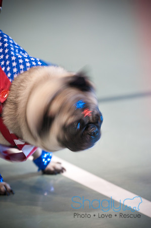 PugOWeen-3256
