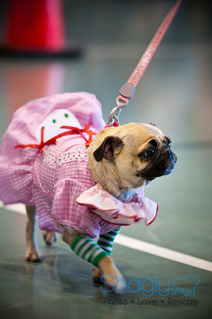 PugOWeen-3060