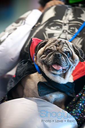 PugOWeen-3357