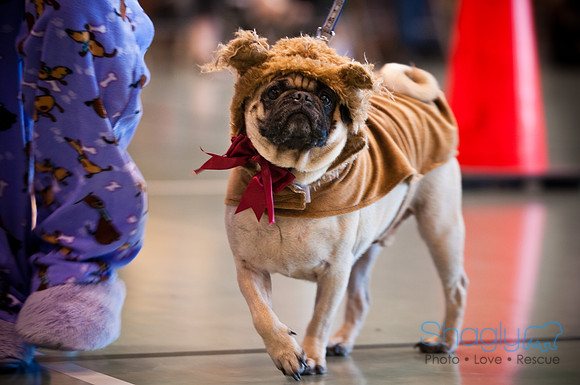 PugOWeen-2775