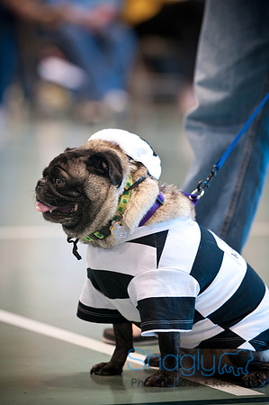 PugOWeen-3162