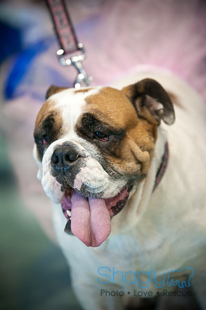 PugOWeen-3730