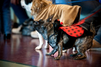 PugOWeen-2719