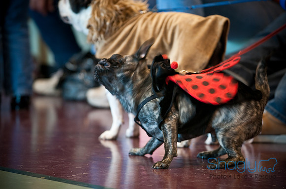 PugOWeen-2719