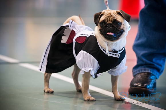 PugOWeen-2950