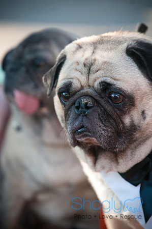PugOWeen-3817