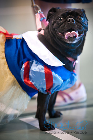 PugOWeen-3278