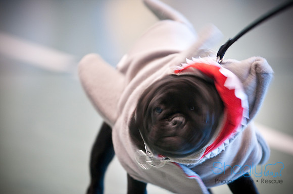 PugOWeen-2943