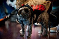 PugOWeen-2721