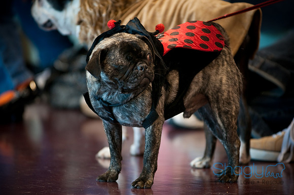PugOWeen-2721