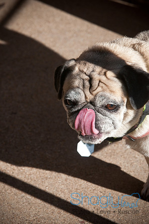 PugOWeen-3796