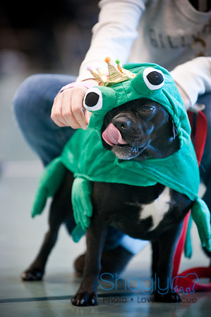 PugOWeen-2756