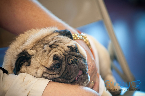 PugOWeen-3655