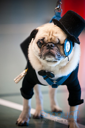 PugOWeen-3066