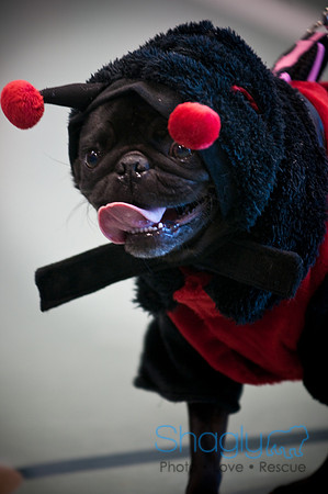 PugOWeen-3285