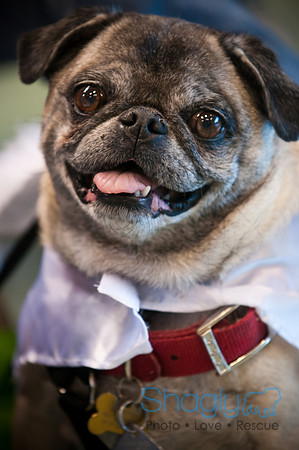 PugOWeen-3024