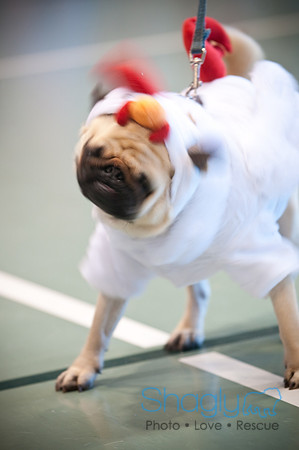 PugOWeen-3299