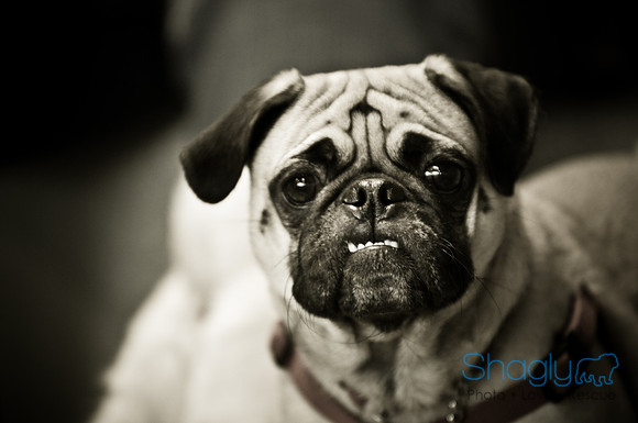 PugOWeen-3423