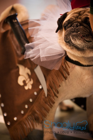 PugOWeen-3454