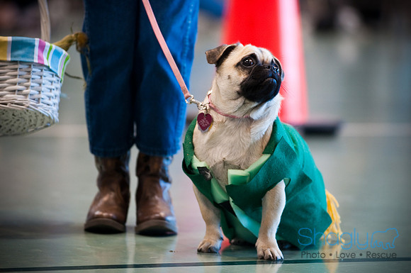 PugOWeen-2889