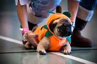 PugOWeen-2747