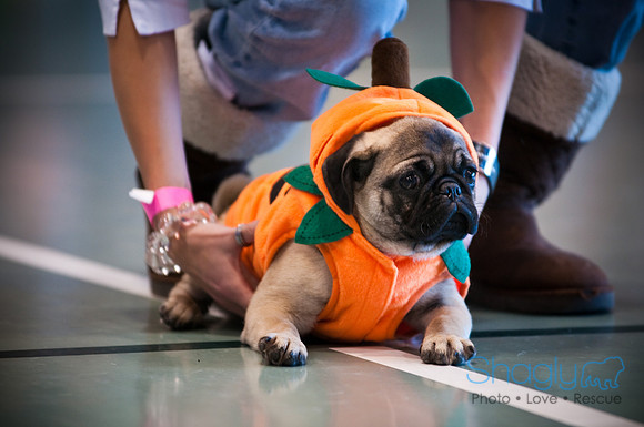 PugOWeen-2747